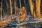 running Golden Retriever Dog