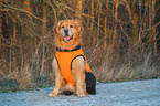 sitting Golden Retriever Dog