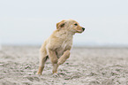 young Golden Retriever