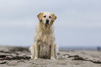 sitting Golden Retriever