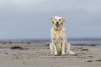 sitting Golden Retriever