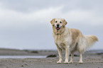 standing Golden Retriever