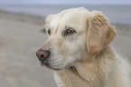 Golden Retriever Portrait