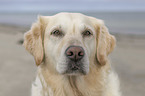 Golden Retriever Portrait