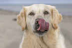 Golden Retriever Portrait