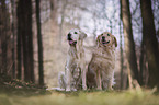 Golden Retriever and Labrador Retriever