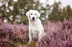 young Golden Retriever