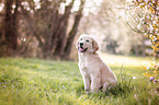 Golden Retriever Puppy