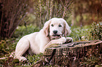 Golden Retriever Puppy