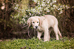 Golden Retriever Puppy