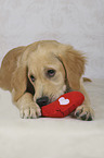 lying Golden Retriever Puppy