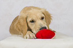 lying Golden Retriever Puppy