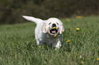 walking Golden Retriever Puppy