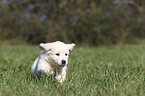 running Golden Retriever Puppy