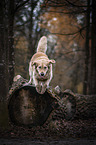 jumping Golden Retriever