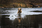 running Golden Retriever