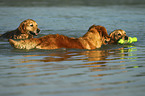 playing Golden Retriever