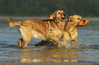 playing Golden Retriever