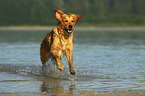 running Golden Retriever