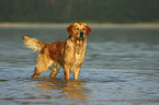 standing Golden Retriever