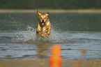 running Golden Retriever