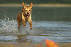 running Golden Retriever