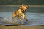 running Golden Retriever