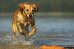 running Golden Retriever