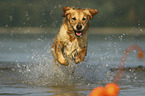 running Golden Retriever