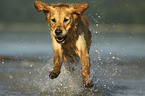 running Golden Retriever