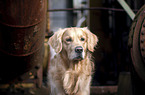 Golden Retriever portrait