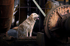 standing  Golden Retriever