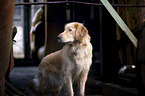 standing  Golden Retriever