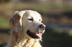 Golden Retriever portrait