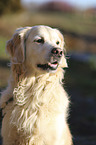 Golden Retriever portrait