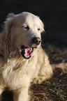 lying Golden Retriever