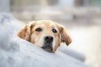 Golden Retriever portrait