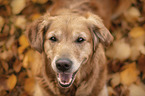 Golden Retriever portrait