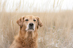 Golden Retriever portrait