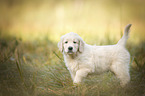 standing Golden Retriever puppy