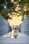 lying Golden Retriever