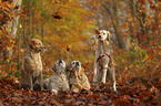 4 Golden Retriever