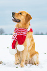 sitting Golden Retriever