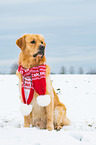 sitting Golden Retriever