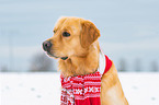 Golden Retriever Portrait