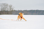 running Golden Retriever