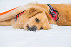 lying Golden Retriever