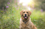 Golden Retriever Portrait