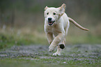 running Golden Retriever puppy