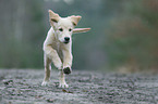 running Golden Retriever puppy